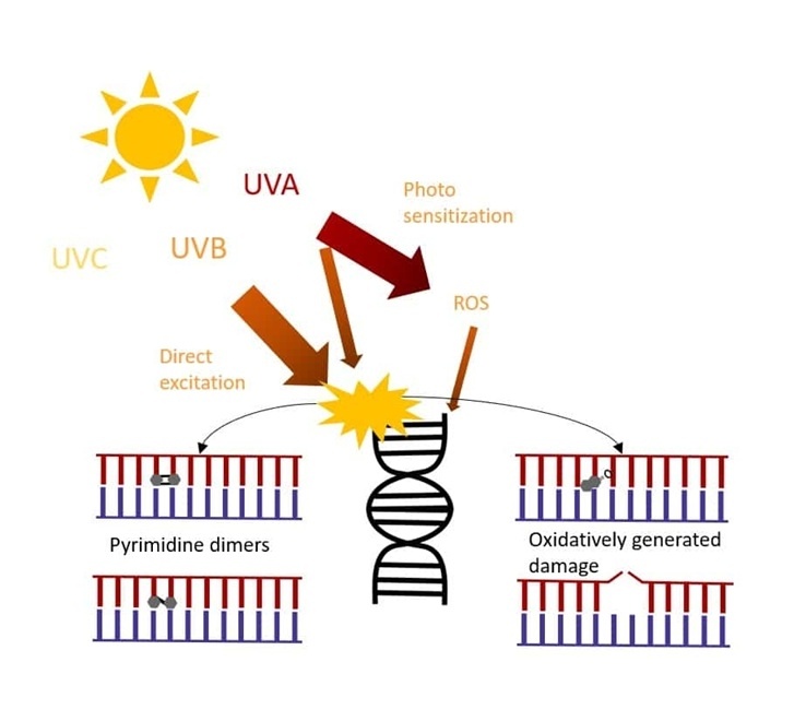    Повреждение ДНК разными видами ультрафиолетаhttps://bitesizebio.com/36762/how-uv-light-damages-dna/