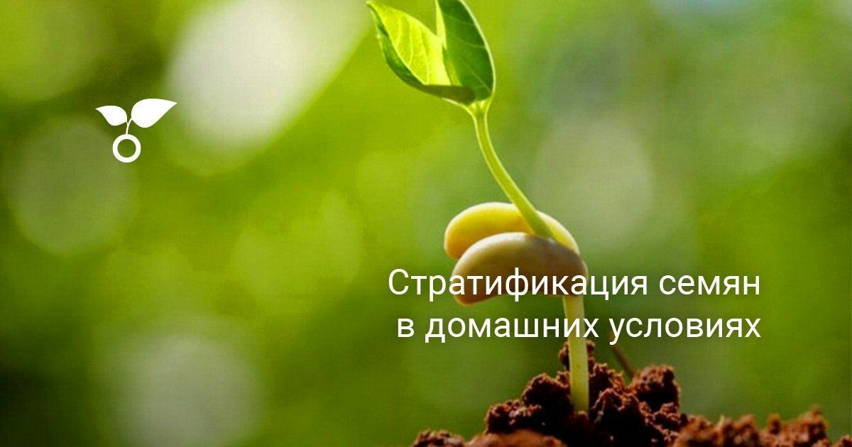 Стратификация семян