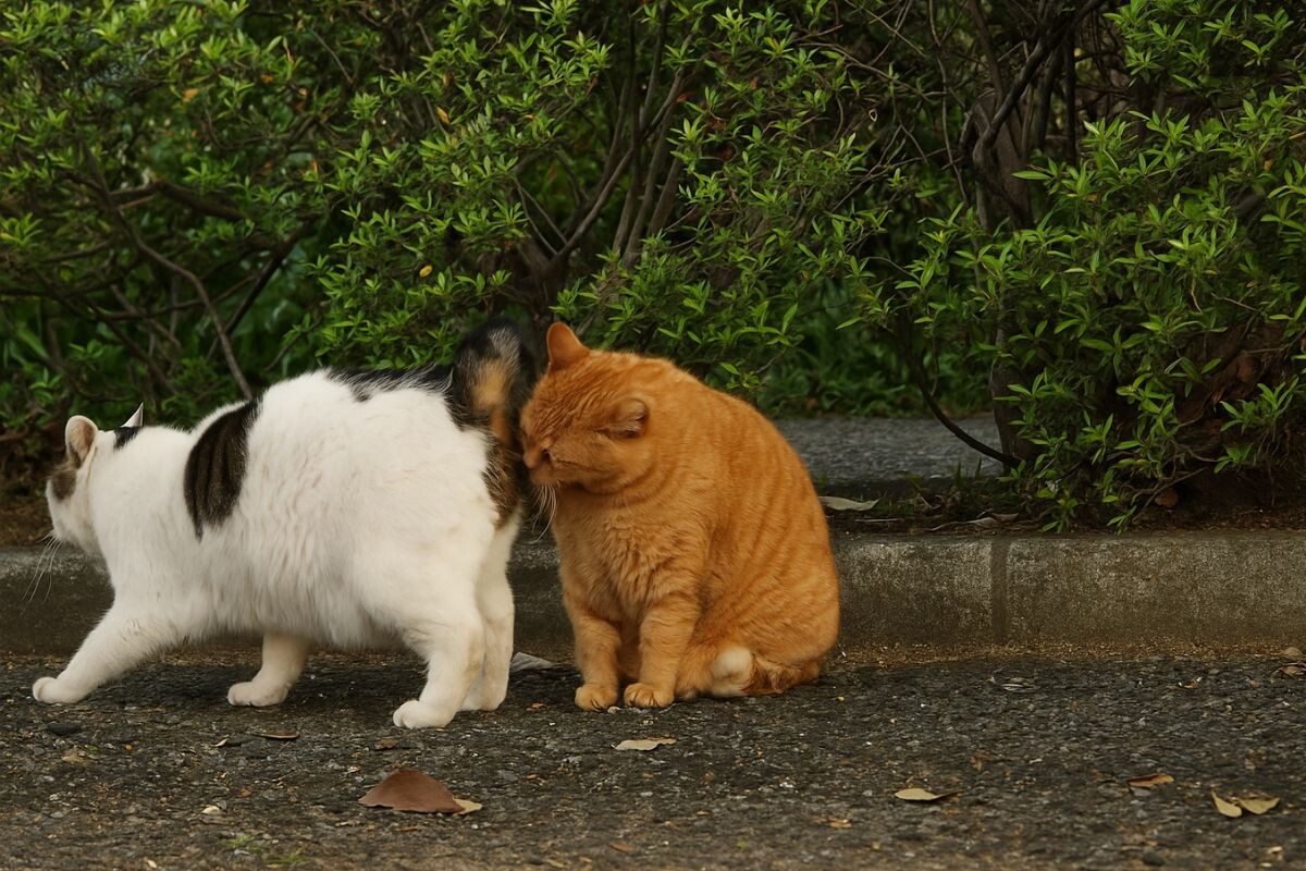 Кот нюхает у кошки под хвостом 