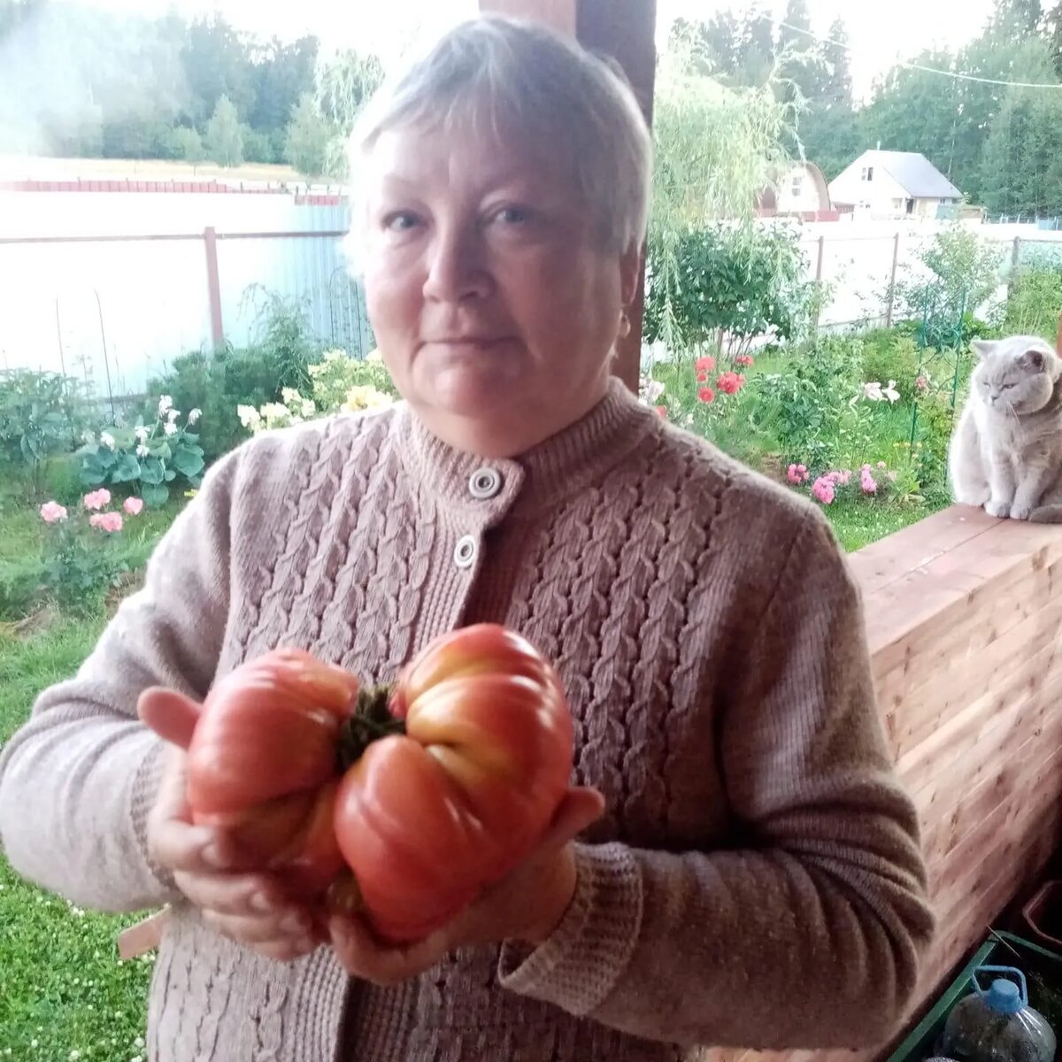 МИКАДО РОЗОВЫЙ