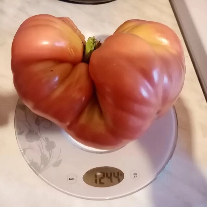 МИКАДО РОЗОВЫЙ