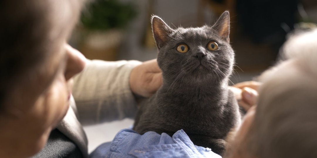 Ветеринар рассказал, что кошки придумали «мяу» специально для людей