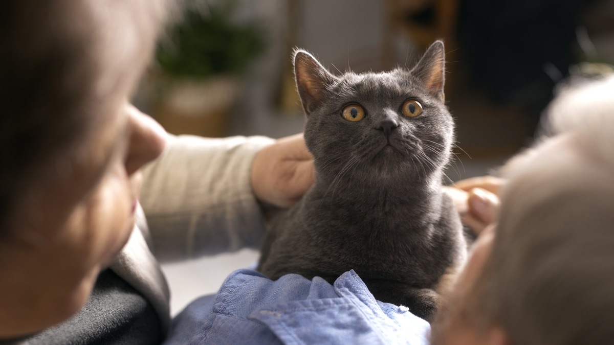    «Мяу» — это инструмент, созданный специально для общения с человеком