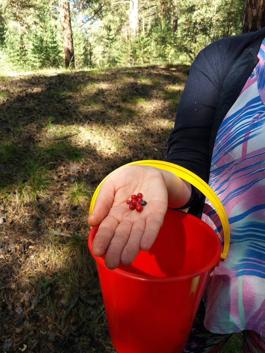 А это уже брусника и жимолость из леса детства. Клубники уже не было, середина августа