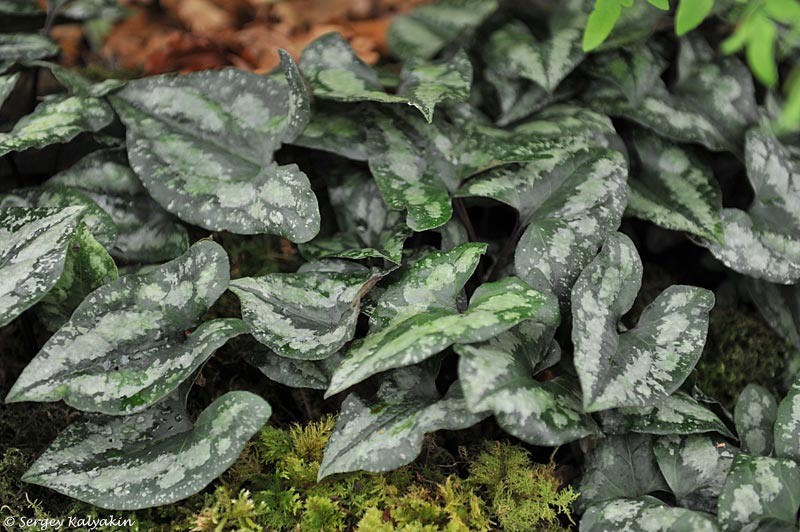 Копытень блестящий (Asarum splendens)