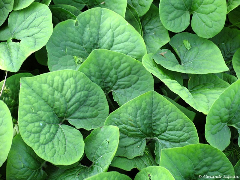 Копытень хвостатый