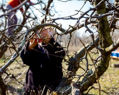 какие деревья обрезать в декабре