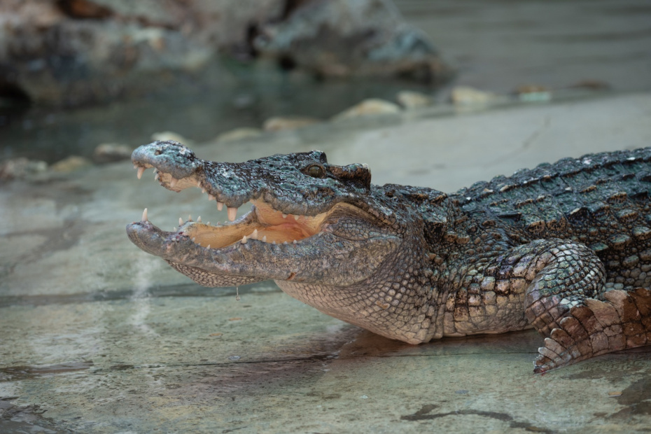    Teera Noisakran/Keystone Press Agency/Global Look Press