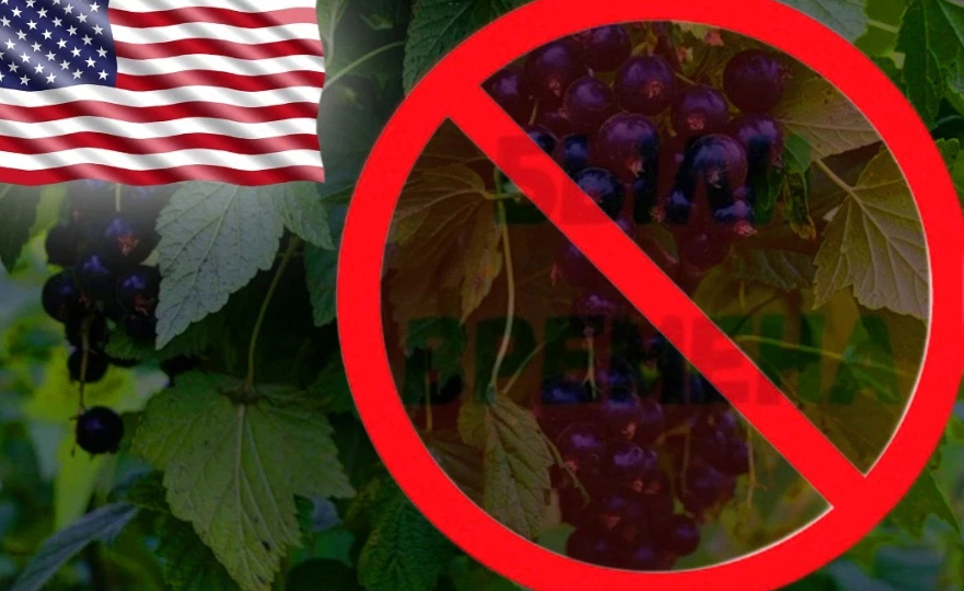 Почему американские власти ввели запрет чёрной смородины