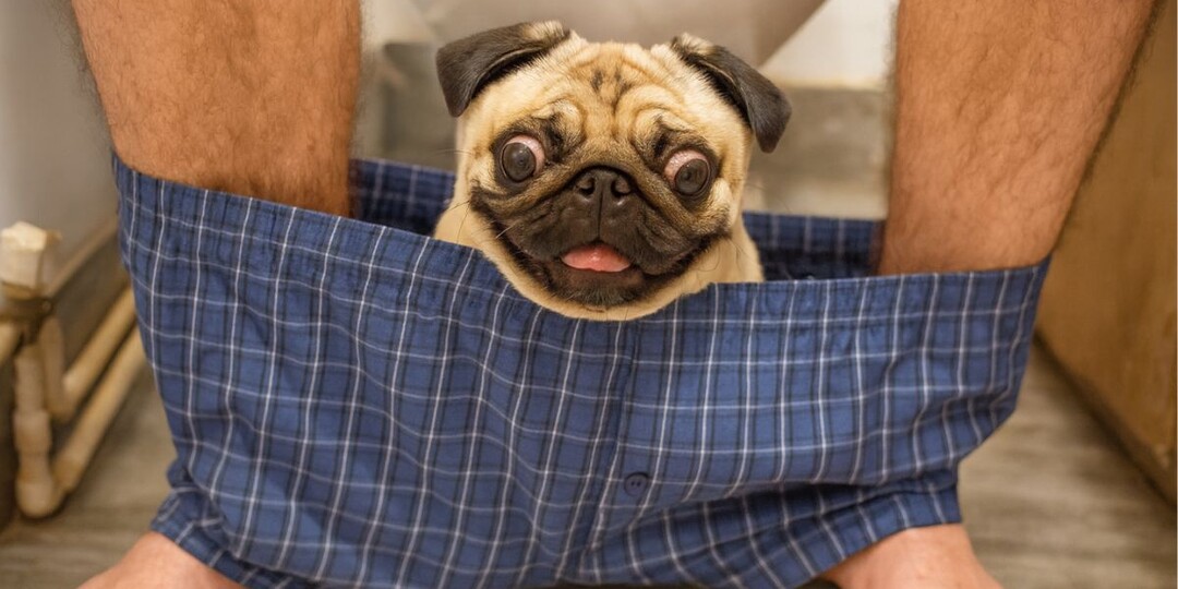 Почему собака ходит за вами в туалет: эта привычка сближает больше, чем вы думаете