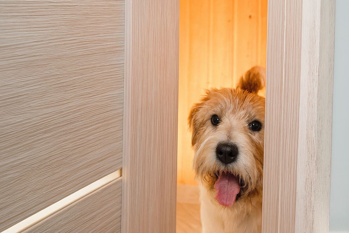 Любопытная собачка 