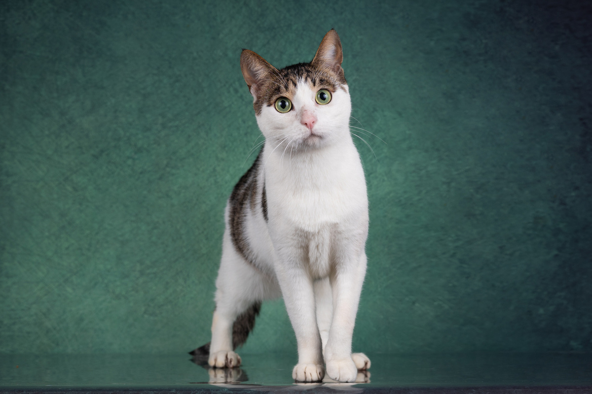 Новый год, говорите.... А подарки будут??