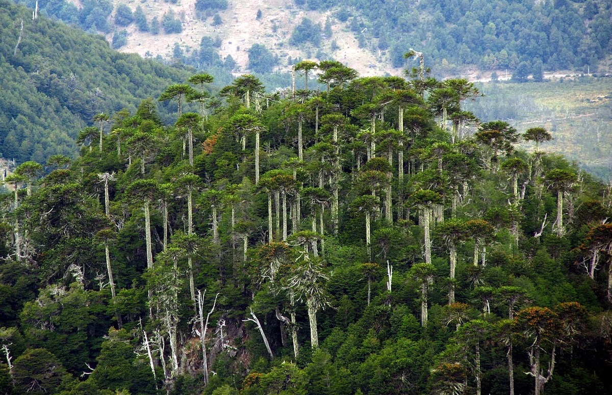 Араукарии в Чили