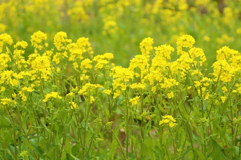 Горчица-обманщица: как сидерат может выжать почву и приумножить проблемы