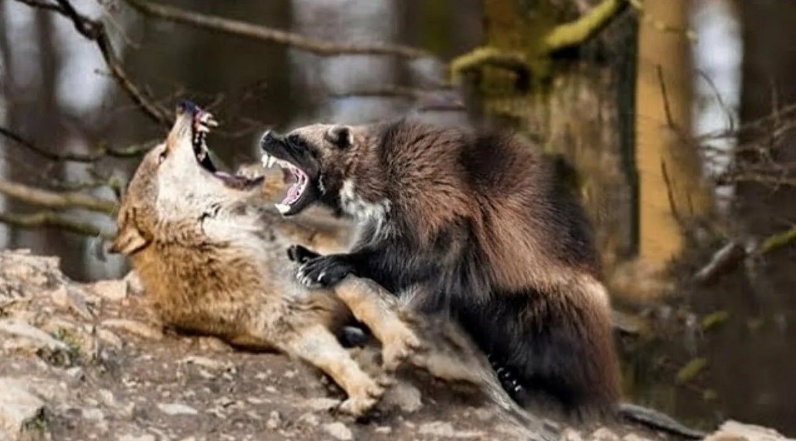 Бесстрашный охотник: как убивает росомаха!