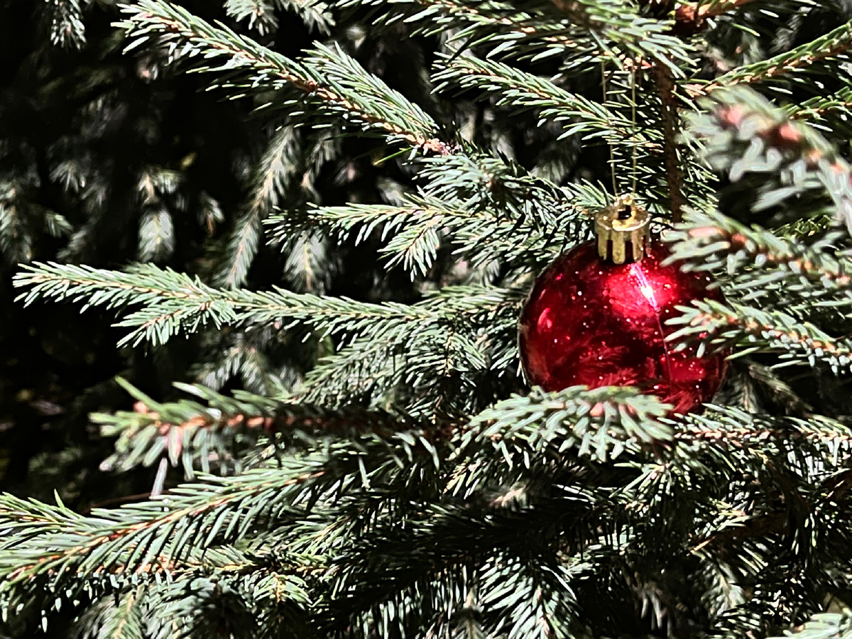 У нас во дворе уже нарядили ёлку 