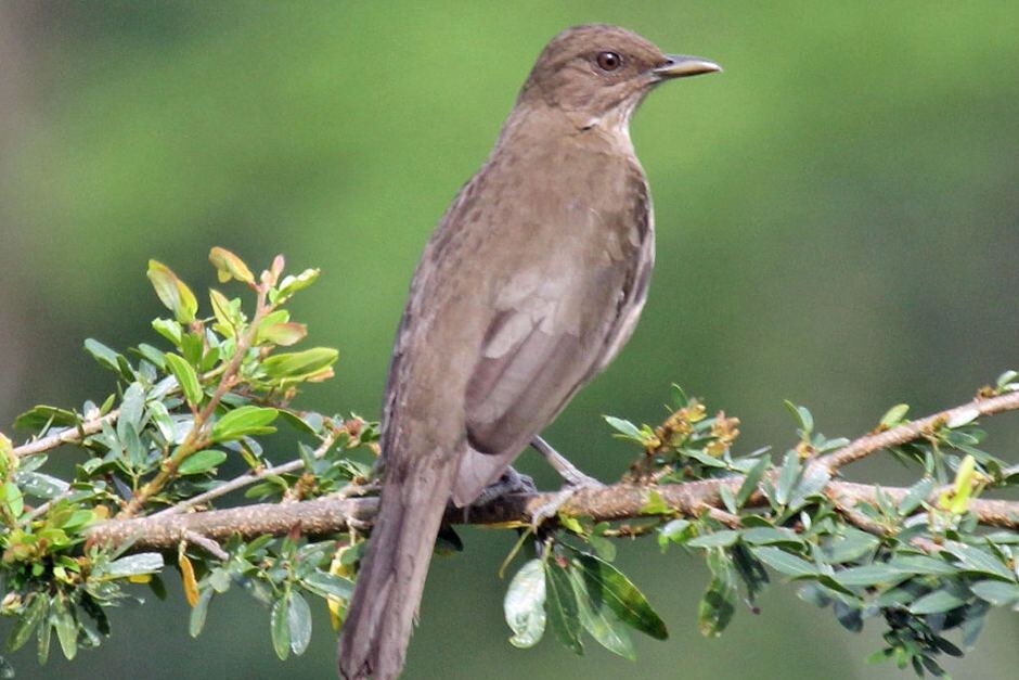 Это крикливая сорокопутовая пиха (Lipaugus vociferans).