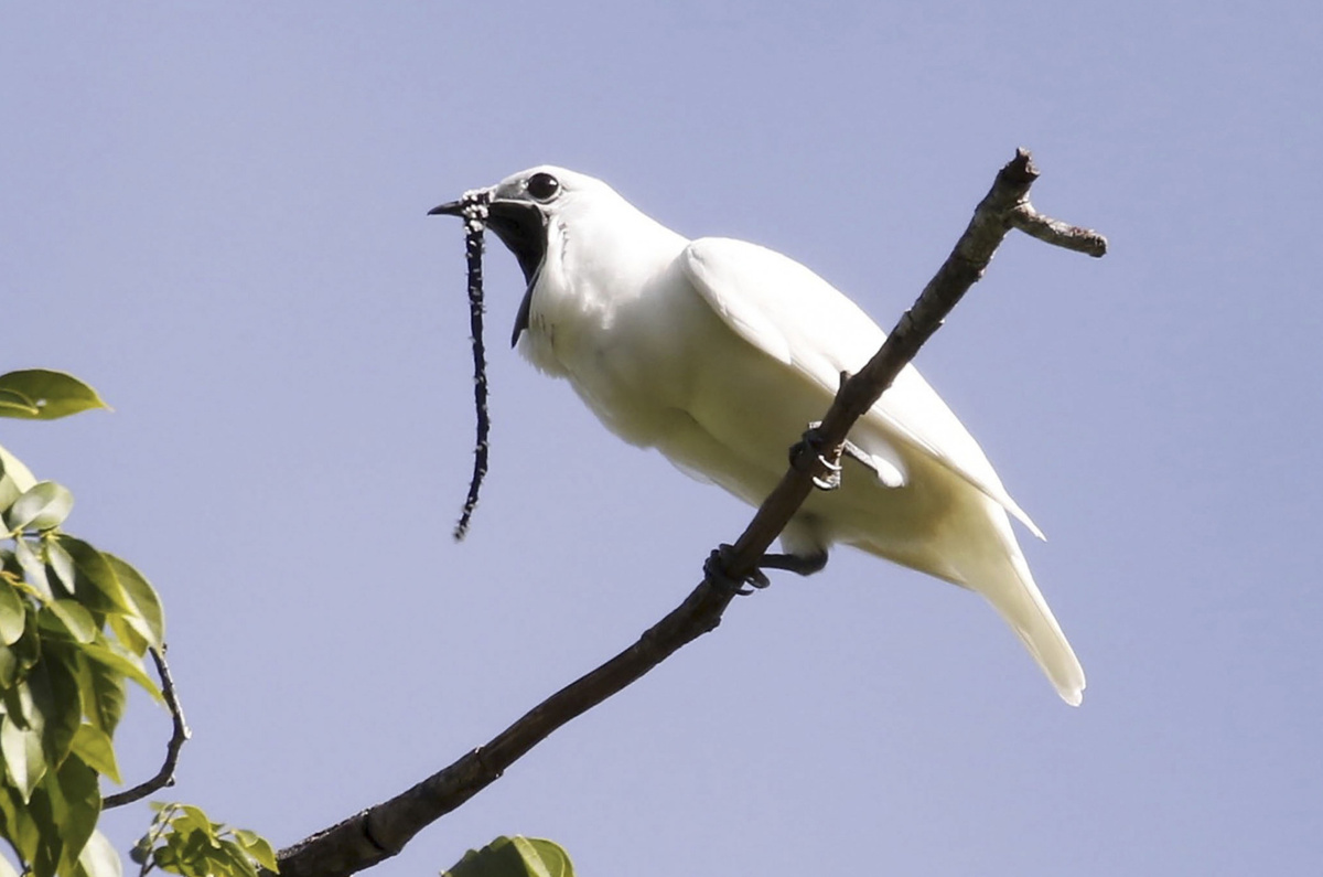 Вид обитает в лесах Гайаны, и в меньшем количестве в Венесуэле и бразильском штате Пара. Длина тела самца — приблизительно 28,5 см, самки — 27,5 см. Только самец имеет белую окраску и тонкий и длинный мясистый вырост, свисающий с клюва.
