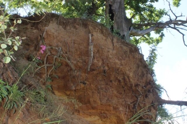    Фото: ГУ ТО «Природа»