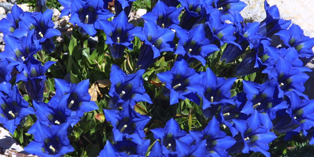 Что посеять в декабре? Посадите эти цветы, они украсят клумбы и цветники в саду