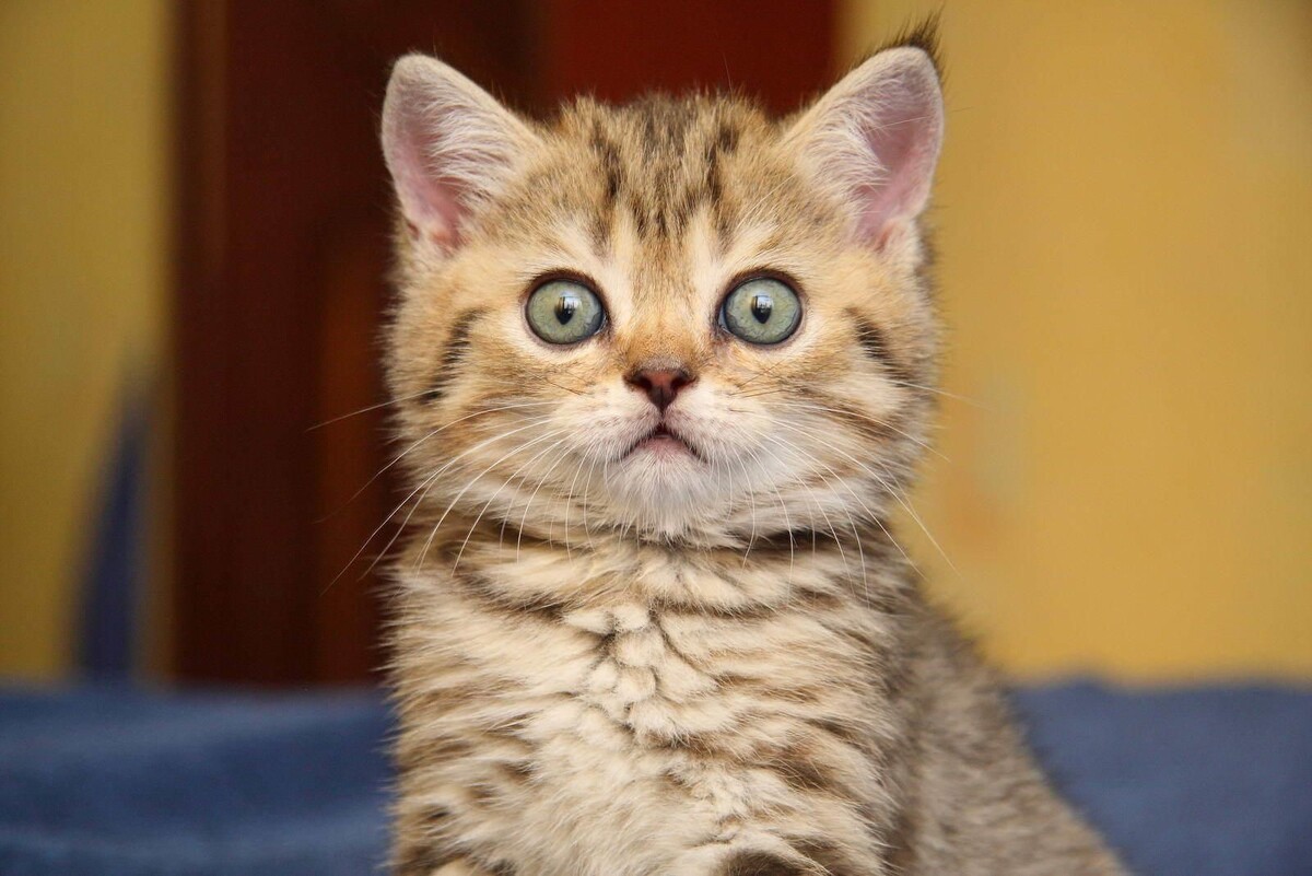 источник Яндекс-картинки