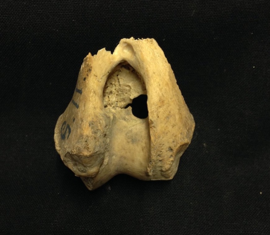 Одна из костей волка, ставшая предметом изучения