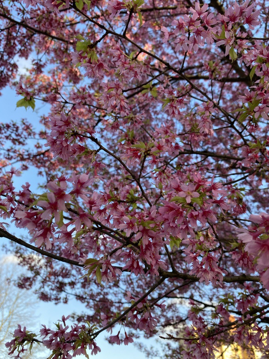 Цветет Сакура у музея Мирового океана.