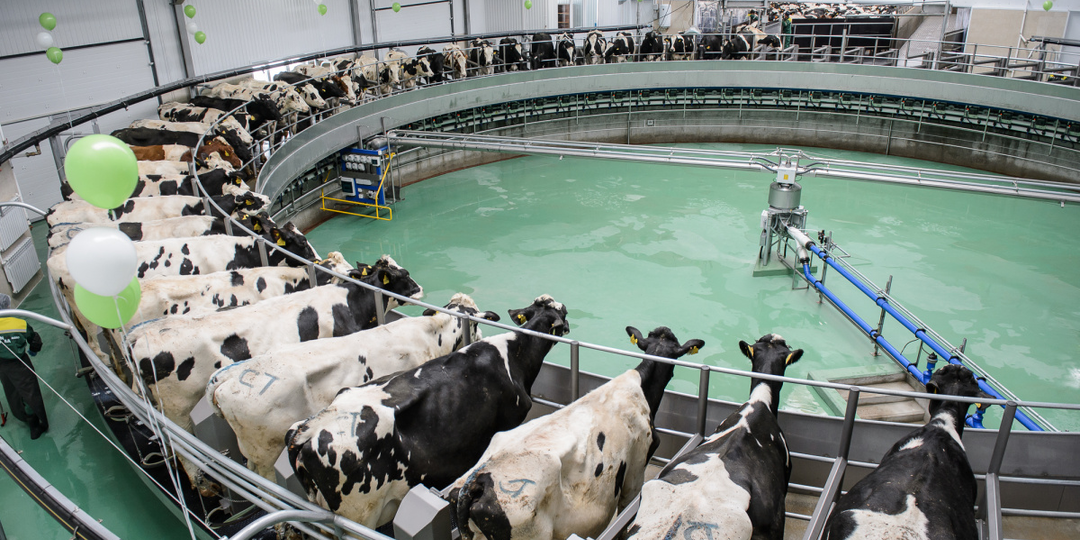 Здесь коровы живут лучше москвичей: как немец спас русскую деревню от спившихся мужиков и построил молочную империю