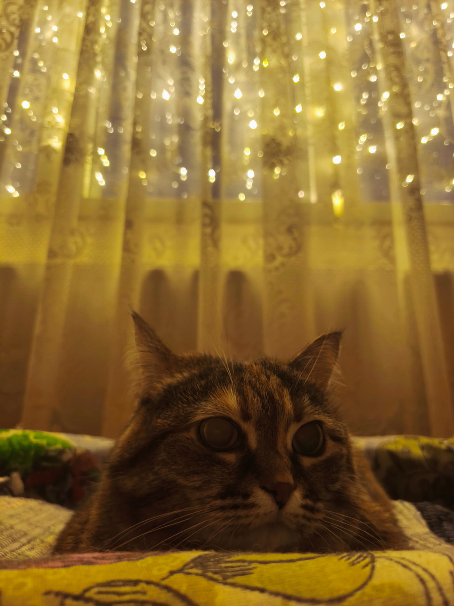 Серунька в предвкушении, когда уже можно будет ронять ёлочку.