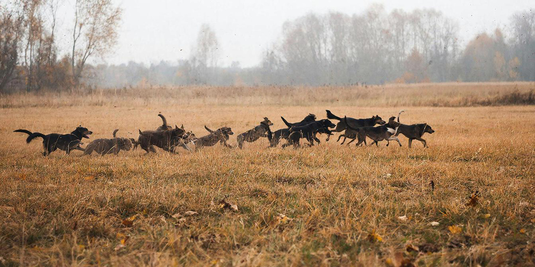 Стая собак напала на девочку в п. Васильево: муниципалитет оказывает всю возможную помощь ребенку