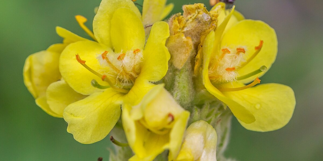 Коровяк: Растение, которое пережило 145-летний эксперимент — и переживет еще