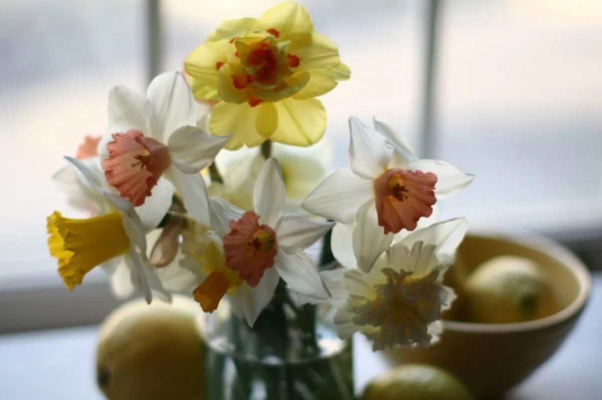    В Калининграде обнаружили зараженные американским табачным трипсом цветы