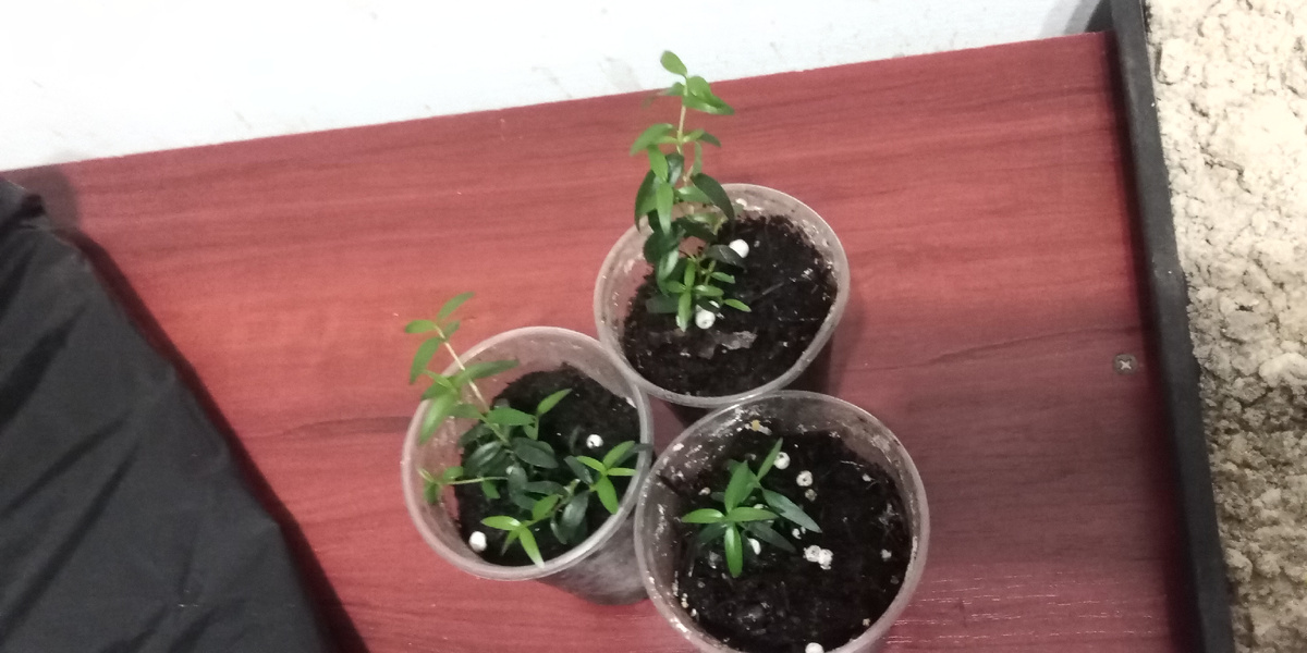 то что было 