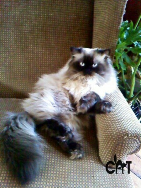 Фото из интернета