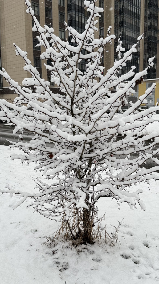 Фото не свежее. Сейчас весь снег растаял. Периодически идет дождь. Синоптик Елена сообщает 😀