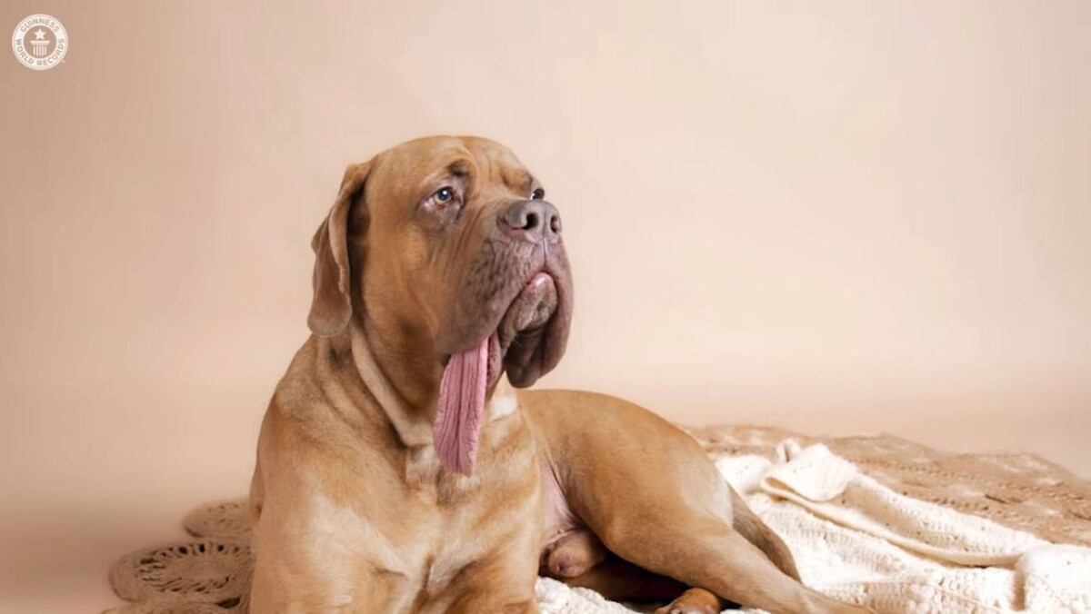    Кадр видео канала Guinnes World Records/YouTube