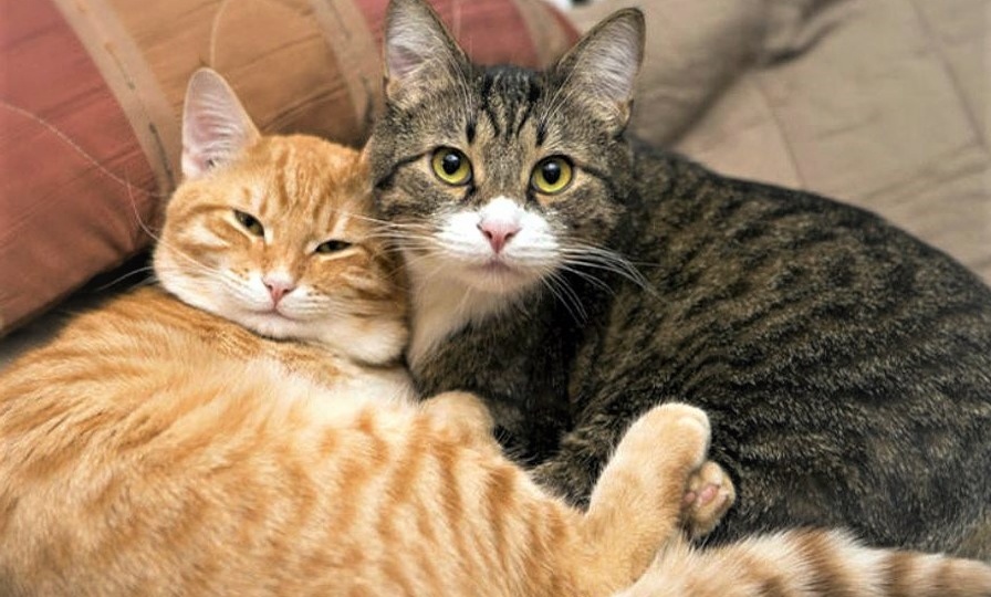 Потерялись во дворе