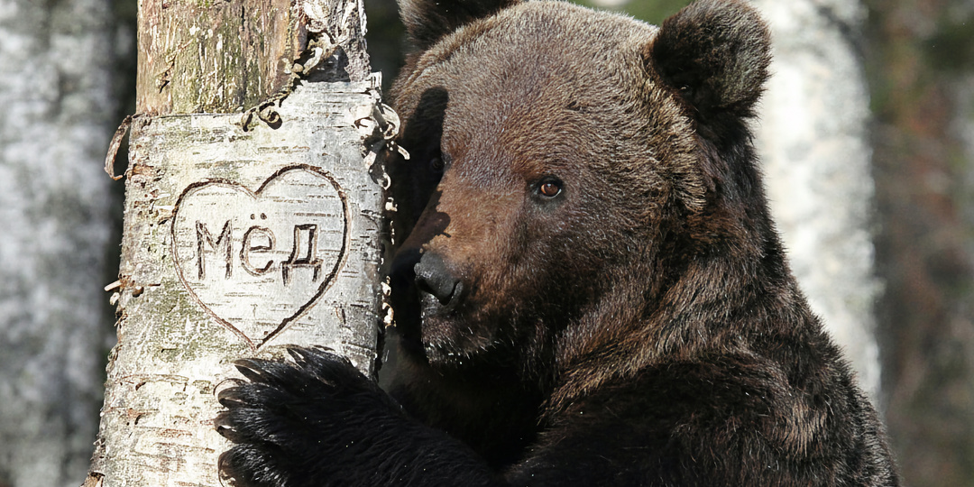 Почему бурый медведь избегает длительных отношений с медведицей
