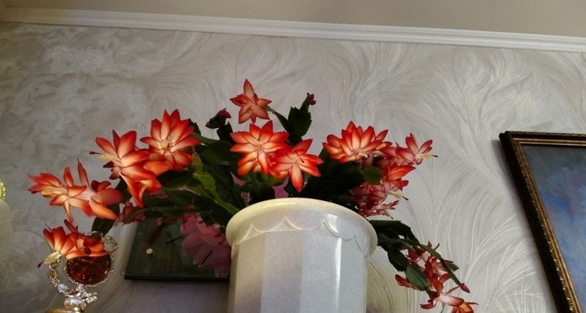    Фото Анастасии Дмитриевой