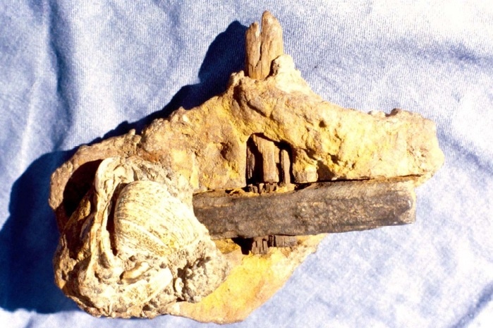 В шахтах находили много разных артефактов. (Фото: ic.pics.livejournal.com).