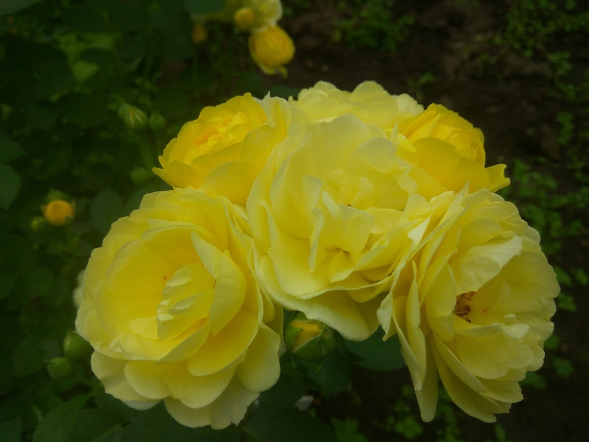 Коллекия БСИ ДВО РАН