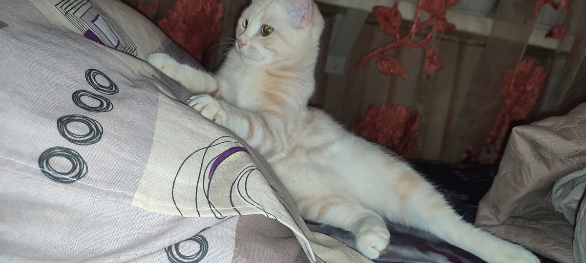 Развалился на подушке рядом со мной и лежит довольный. 