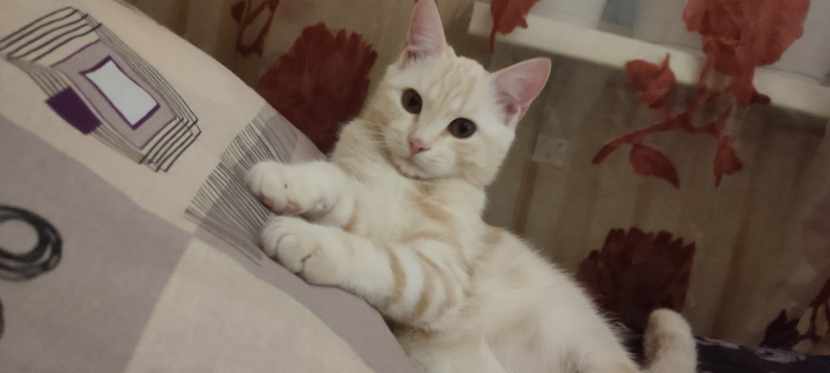 А в глазах так и читается... -" Что!? Не спится тебе хозяюшка!? " 😊