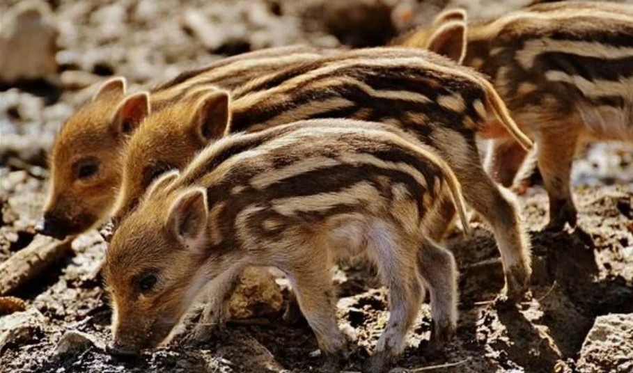 Маленькие дикие кабанчики — полосатые поросята. Окрас скрывает детенышей в лесной траве, пока они не окрепнут