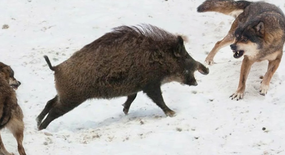 Почему даже медведь и волки обходят стороной кабана-секача? Лесной танк с клыками-кинжалами