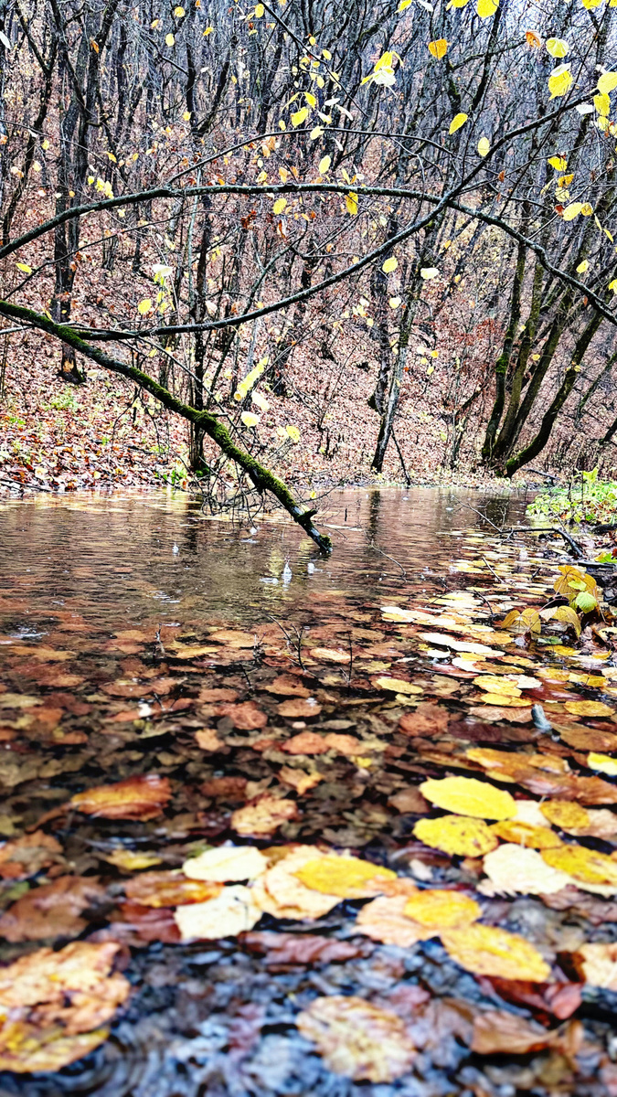 Осенний дождливый день
