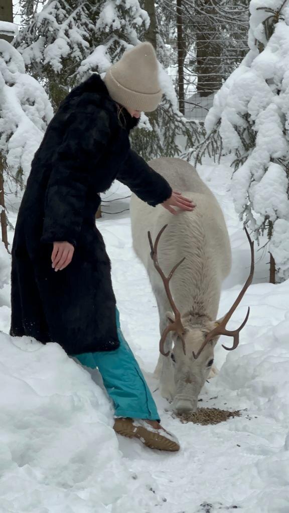 На фото Северный олень Свен ( он же Вася)