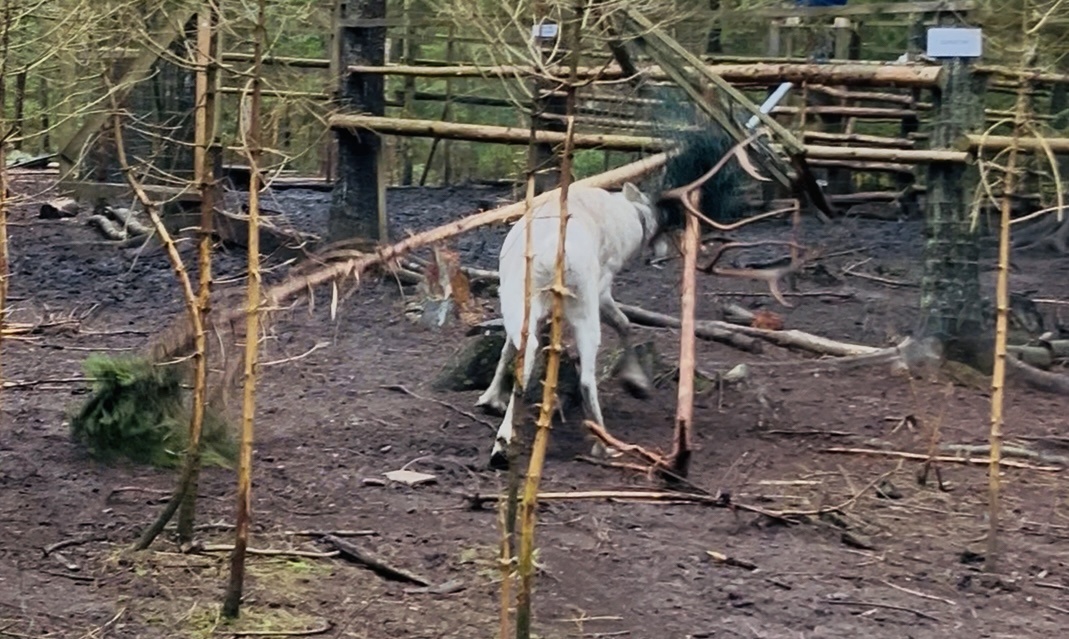 Олень вырвал калитку с петель и снес две елки. Намотал сетку на рога.