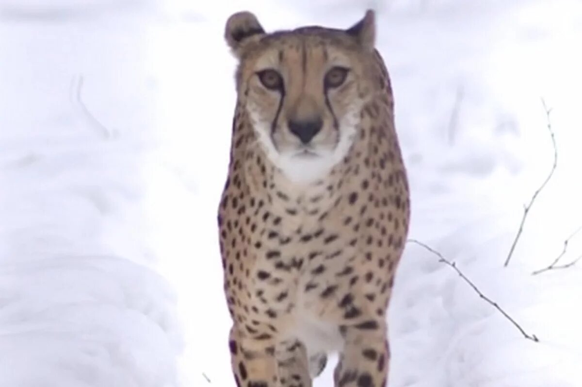    В зоопарке Новосибирска показали самого быстрого пятнистого хищника планеты
