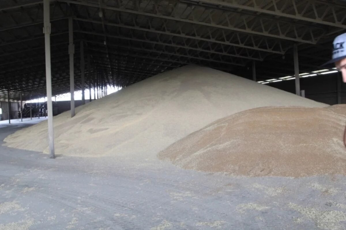    Рекордный объем урожая собрали в Алтайском крае в 2025 году